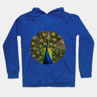 Colorful peacock Hoodie